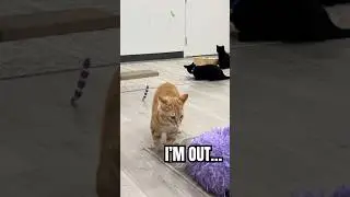 What Makes This Tabby Ginger Cat So PLAYFUL?