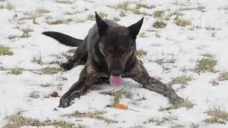 Washtenaw County Sheriff's Deputy Urban trains with K9 Dutch