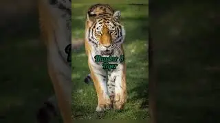 Top 10 Most beautiful animals in the world #shorts #viral #beautifulanimals