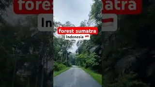 forest sumatra #nature #sumatera