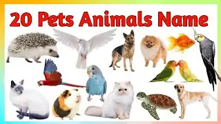 20 Pets Animals Name Hindi and English || 20 पालतू जानवरों के नाम हिंदी 