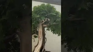 National Bonsai and Penjing Museum US @YarandSvyat #usa #сша #bonsai #penjing