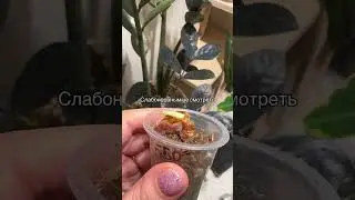 Тгк: angelinasusv Как мы подготовили ковер к стирке, а в итоге он упал на цветы((( #растения
