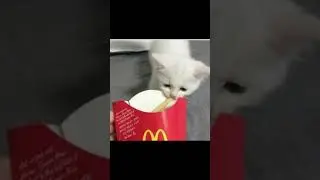 Мемы про кошек, страшные истории... Кудахтанье #кот #мяумемы #кошачьимемы #мемы #меммяу #смешно