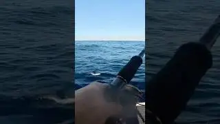 Snapper się kręci!