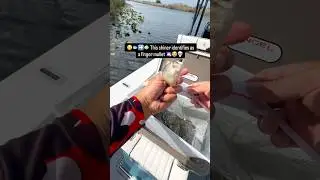 Эти уклейки просто излучают энергию главного героя 🎣🔥 Одни из самых крупных уклейк #рыбалка