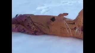 T Rex snow angel fail