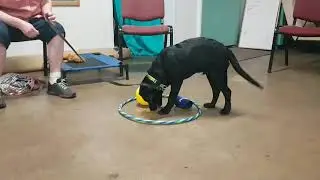 Environmental Enrichment Through Feeding