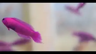 {The Orchid Dottyback} from the Coral Reef TN!