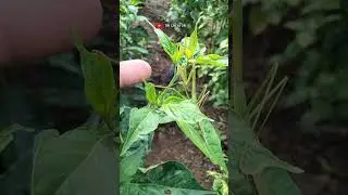 What kind of insect is this in your place? #shorts #hunting #nature #insects