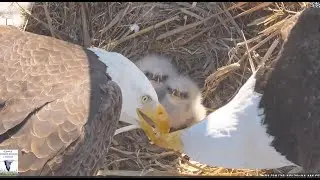 Bielik amerykański, John Bunker Sands Wetland Center Texas -  karmienie maluszk&oacute;w 🐥🐥 2026 01 28