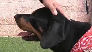 Animal Care Services to host emergency adoption event Aug. 16-22