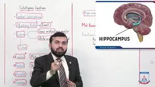 Class 10 - Biology - Chapter 12 - Lecture 4 CNS (Brain part 2) - Allied Schools