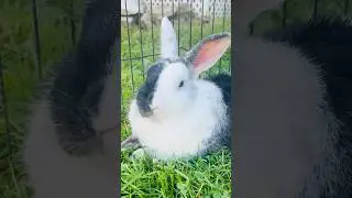 Meet Hobbes the Bunny | Our Adorable One-of-a-Kind Farm Rabbit