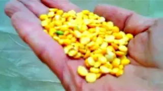 Ukragrotrade, Ukraine, Khmelnytsky   equipment set for millet and peas processing line 28 30 t day
