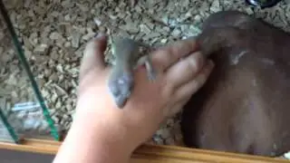 Unboxing my 2 new leopard geckos
