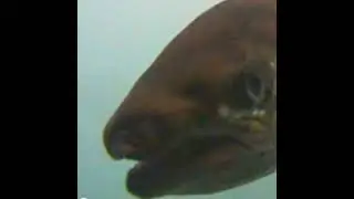CFRE Fishcam Live Stream