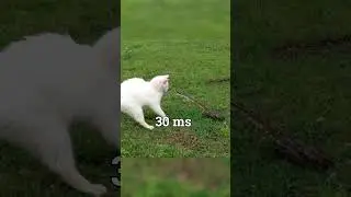 Самый быстрый рефлекс | Насколько быстры рефлексы у человека? #наука #кошки #шорты