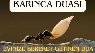 KARINCA DUASI | Evinize bolluk bereket getirecek dua