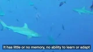 Sharks! Ducie Island #voyagemakers #мандрикиянинаокеанією, www.ivlev.ua, Vadym Ivliev,  UT6UD