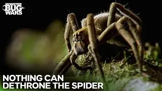 BEST Battles of Nature's Most Efficient Killers | Monster Bug Wars