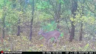 Pure Michigan wilderness 2025