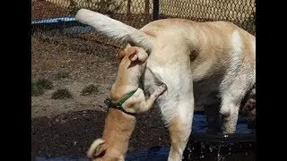 5 Incredible Things Dogs Sense About You