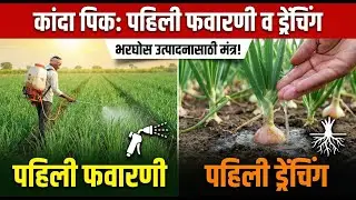 कांदा पिकावर पहिली फवारणी व पहिली ड्रेंचिंग कोणती घ्यावी? | संपूर्ण माहिती