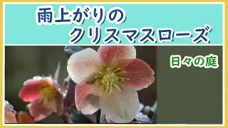 【雨上がりのクリスマスローズ】ガーデニングvlog/氷の薔薇/マエストロ/ヘレボルス/ニゲル/Christmas rose after the rain/gardening vlog/