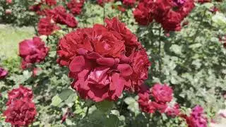 Beautiful Red Roses Blooming in a Sunny Garden Setting Near a Park
