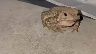 快看！赵朔的帐篷被财神爷宠幸了！