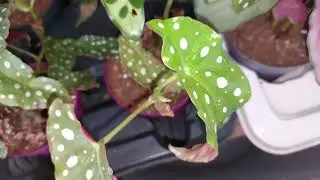 Yeni gelenler  taylant milli  melek kanadi  hoya türlar satişda 🥰