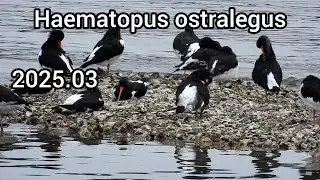 ミヤコドリ (Haematopus ostralegus) / 公園の水鳥 江戸川放水路 / 2025年3月