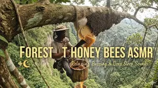 Deep Sleep Forest Honey ASMR: Relaxing Bee Buzzing & Nature Sounds