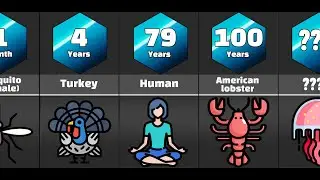 Comparison: Animal Lifespans
