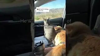 First road trip with cats! #cats #funnyanimals #funnycats #kitten