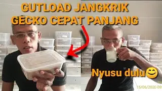 GUTLOAD JANGKRIK UNTUK PERTUMBUHAN GECKO LEBIH PESAT