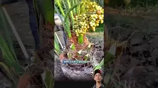 Solutions for planting dates to quickly bear fruit