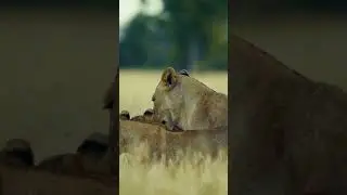 4K Wild Animals  Videos  #4Kvideo #wildlife #AfricaWild #4K #shorts #short #youtubeshorts