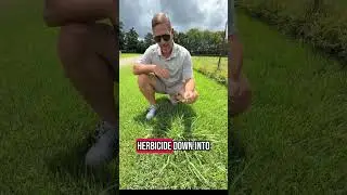 What is Dallisgrass and when to attack it!?👊🏼