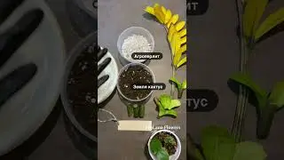 Укореняем черешки Зензи (замиокулькас). Бульбы ч/з 60 дней