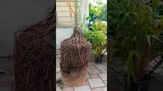 palm root pruning