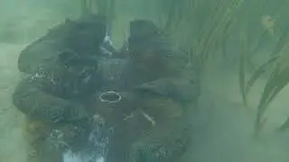 Tridacna gigas spawning