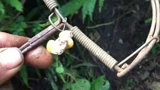 buổi sáng thăm bẫy hôm qua cái kết