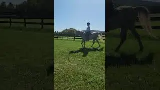 G Magic Dawn, Crabbet Arabian