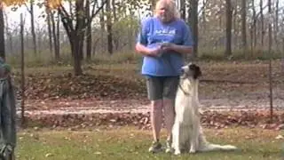 Obedience Training Borzoi (