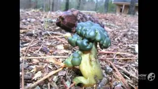Leotia atrovirens - fungi kingdom