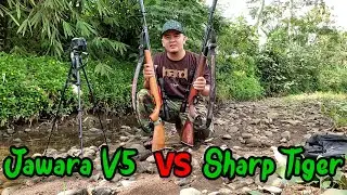 Jawara V5 & Sharp Tiger, bagus yg mana?