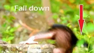 GOD BLESS!!! BABY MONKEY JAYDEN FALLING DOWN FROM STONE