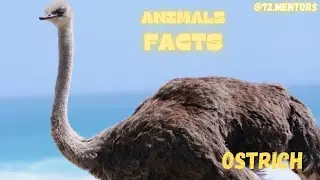 Unbelievable Facts About Ostriches: The World's Largest Bird Revealed | Ostrich fun facts